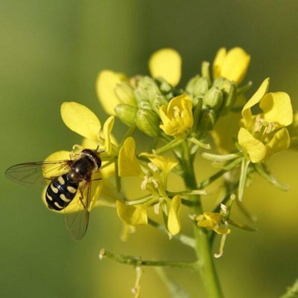 Mustard Oil (سرسوں کا تیل) - Image 2